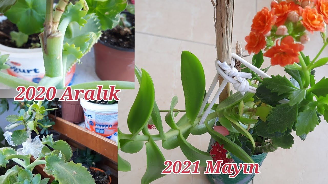 Kalanşo çiçeği ni aşıladım gözyaşı çiçeği ne ve capitellayı aşıladım sonuç mükemmel oldu.
