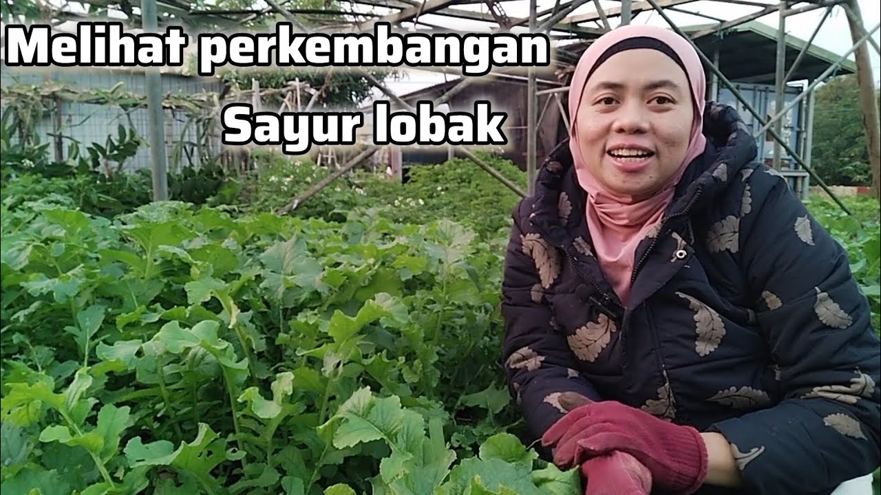 PROYEK NEBANG POHON‼️ MELIHAT PERKEMBANGAN SAYUR LOBAK