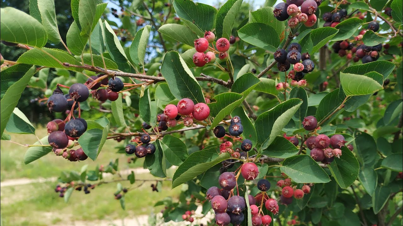 Juneberry (Amelanchier lamarckii), a tasty ornamental