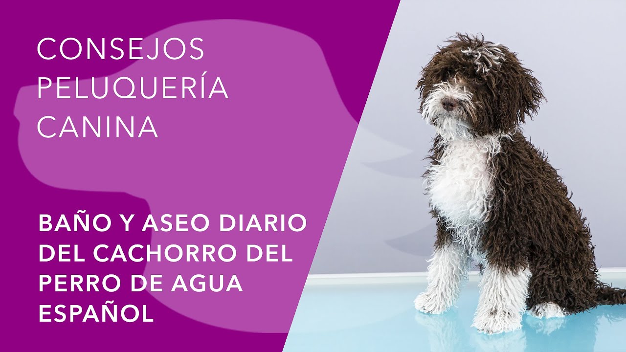 DEL PERRO DE AGUA ESPAÑOL  (PDAE) - BAÑO Y ASEO DIARIO DEL CACHORRO