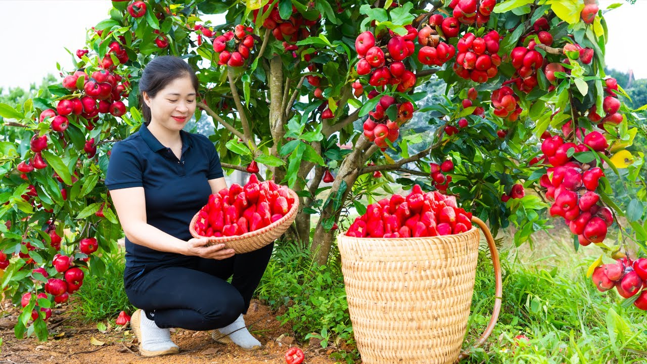 Harvest Wax apple Goes To Market Sell | Gardening And Cooking | L&yacute; Song Ca