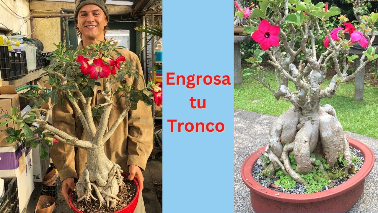 Cómo ENGROSAR el tronco de tu Rosa del Desierto (ADENIUM)