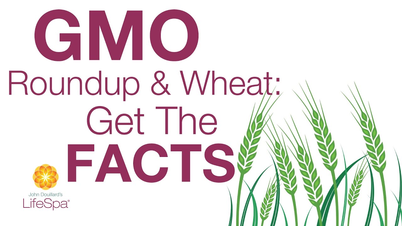 GMO, Roundup & Wheat: Get the Facts | John Douillard's LifeSpa