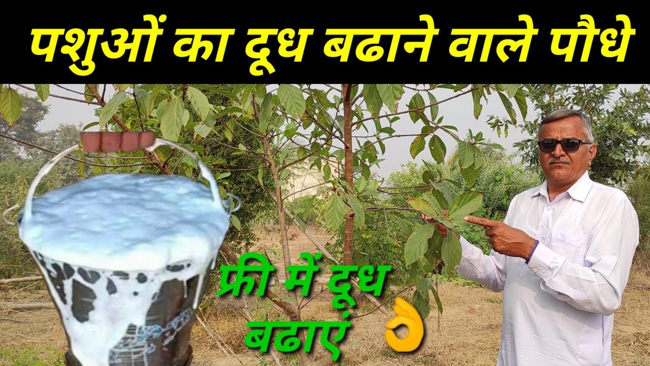 इन पेड़ के पत्तों से दूध बढाने का No.1 फार्मूला👌|| No.1 formula to increase milk
