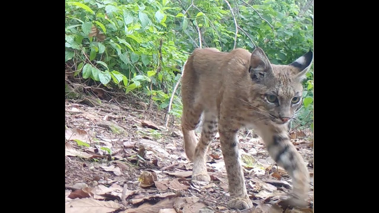Biodiversidad del Colegio Alemán de Guadalajara