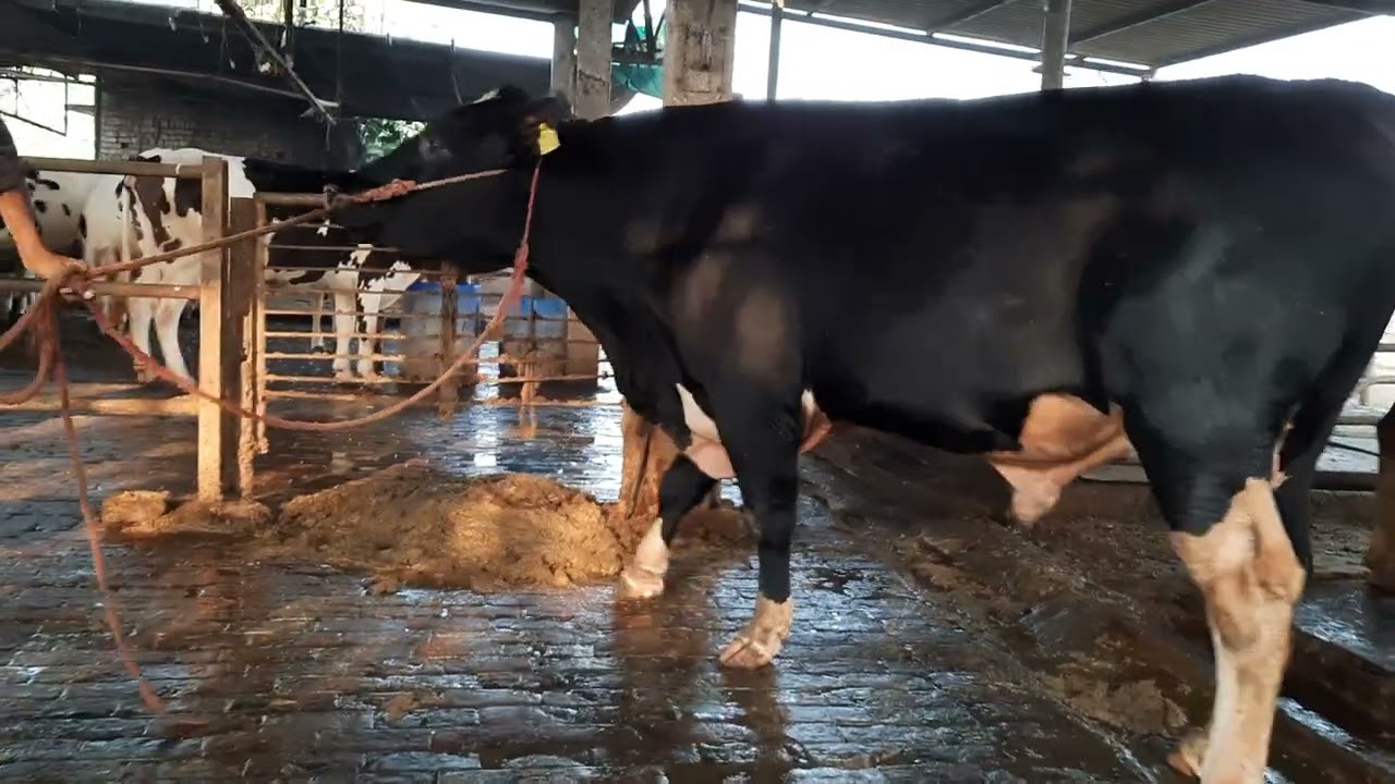 Abs,Pioneer bull for sale 98128-88886, mother milk record 58kg, Karnal Haryana