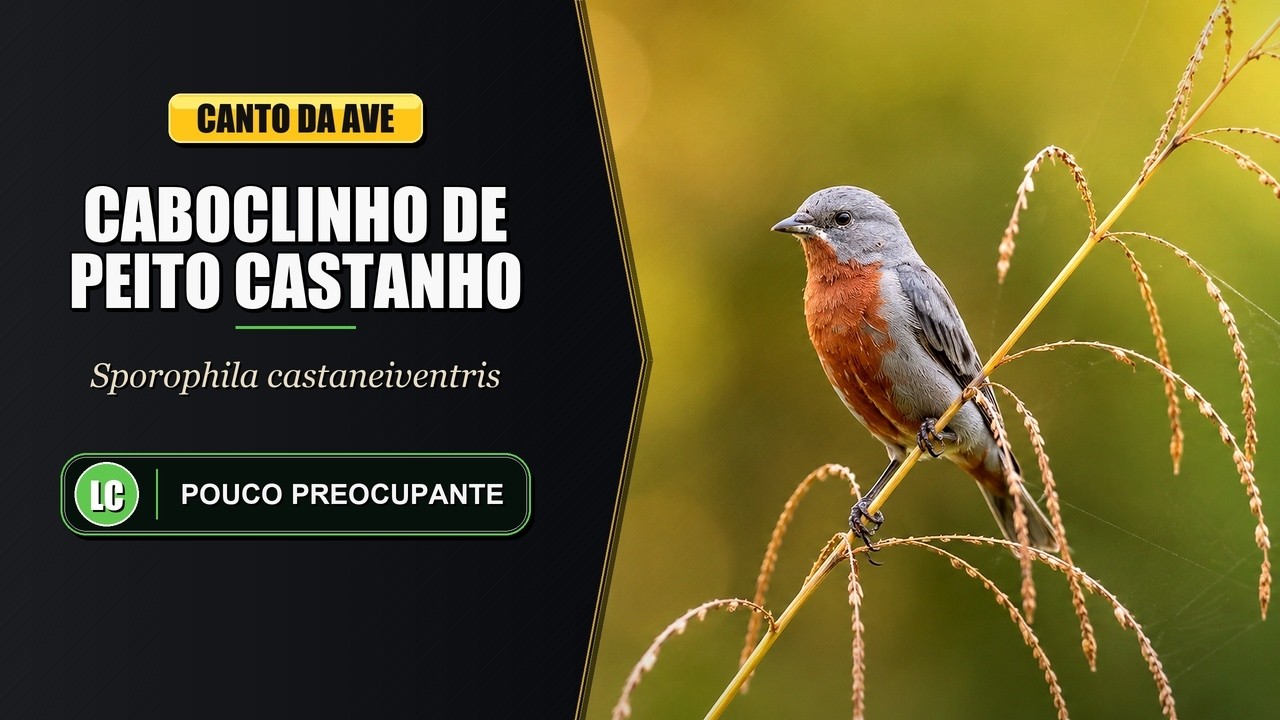Canto do Caboclinho de Peito Castanho | Chestnut-bellied Seedeater | Sporophila Castaneiventris