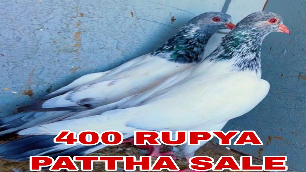 400 rupya par Boder walay pattha for sale 15 Pic sale kabootar prince Kasuri golden 