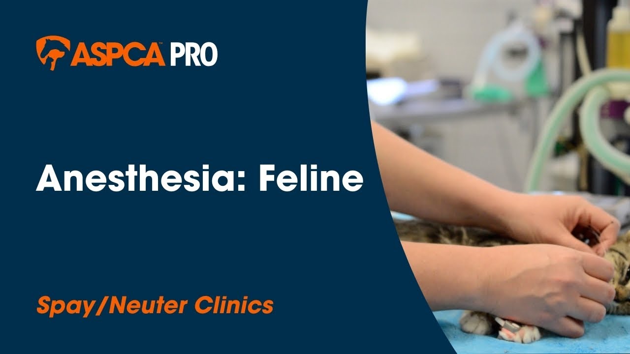 Spay/Neuter Anesthesia: Feline
