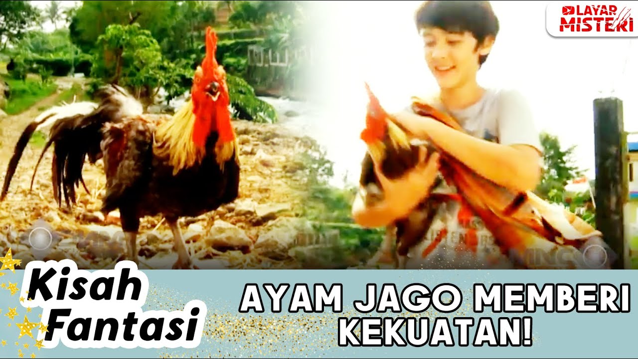 GARA-GARA AYAM JAGO, SI ADEK PUNYA KEKUATAN UNTUK LAWAN PENJAHAT | KISAH FANTASI