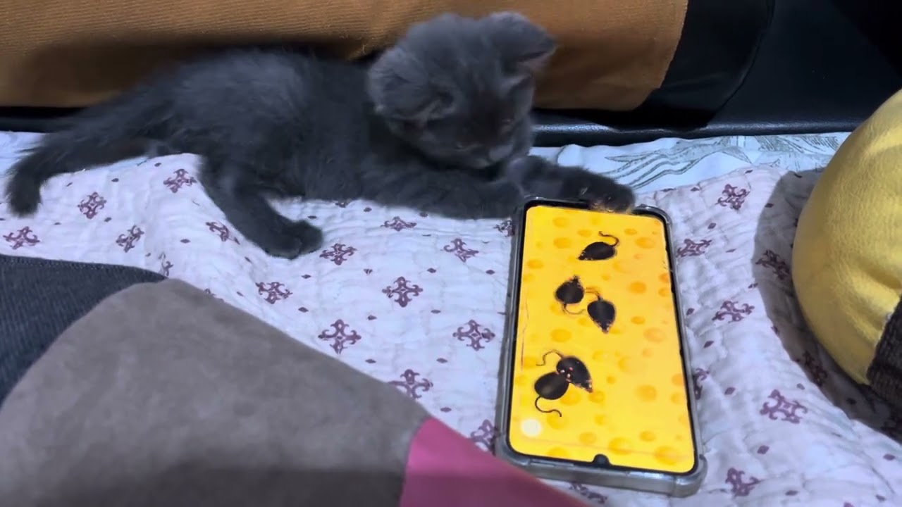 Кот МИШКА