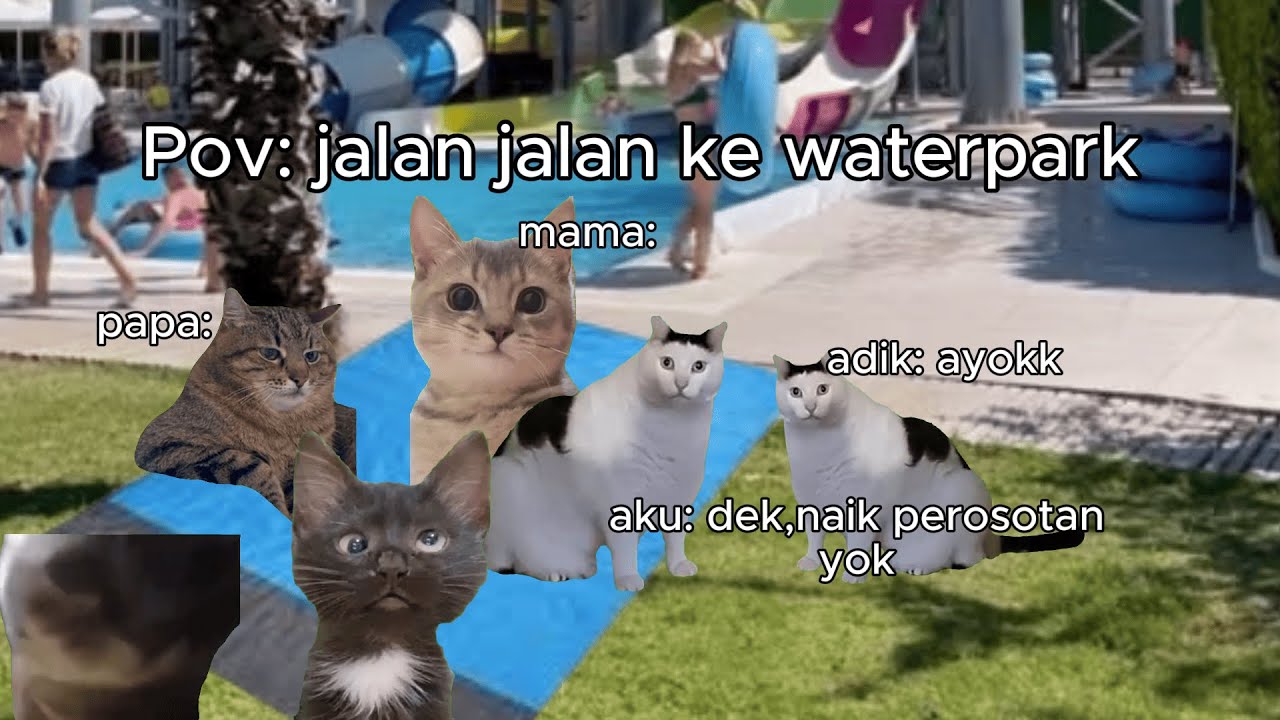 Pov: jalan jalan ke waterpark | Meme Kucing | 