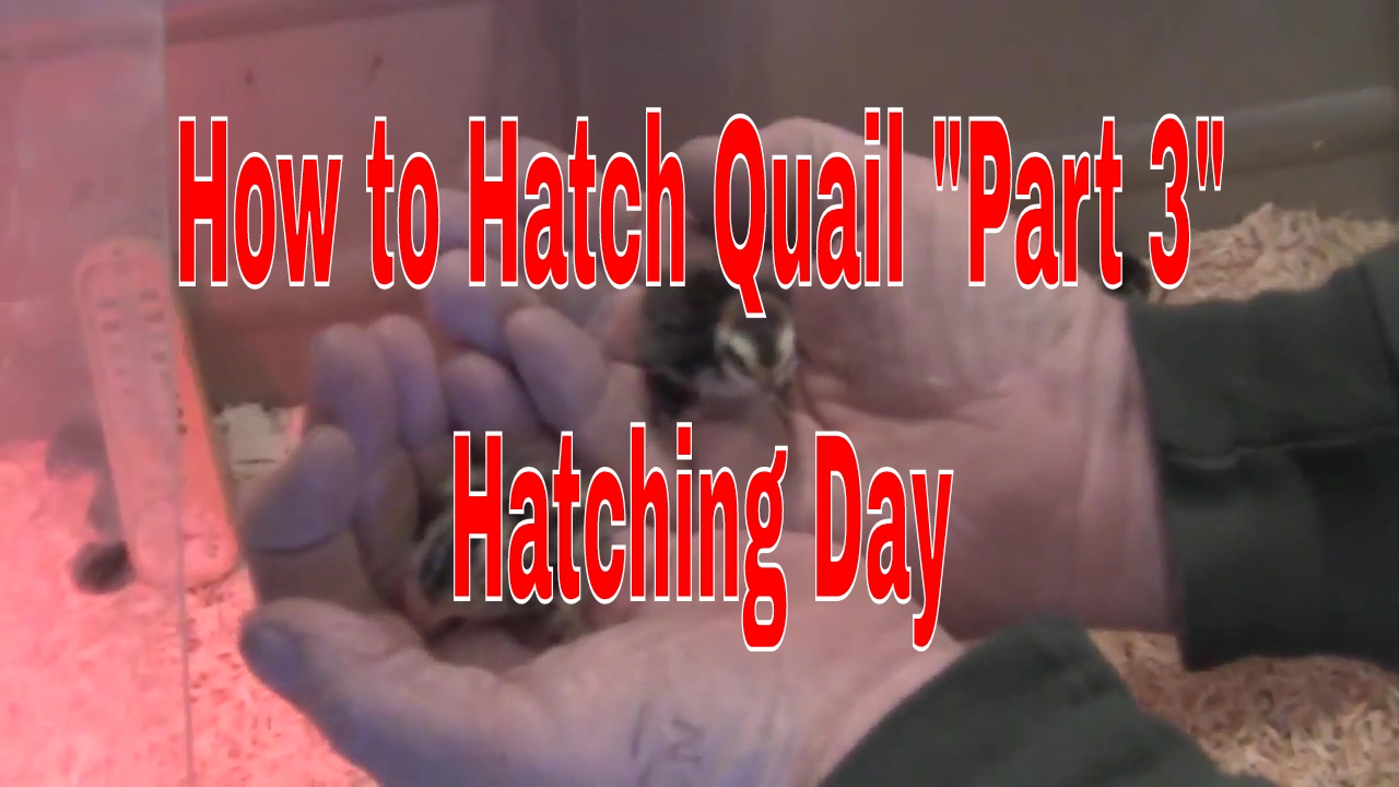 How to Raise Quail, How to Hatch Quail, Raising Coturnix Quail,Raising Tibetan Quail   