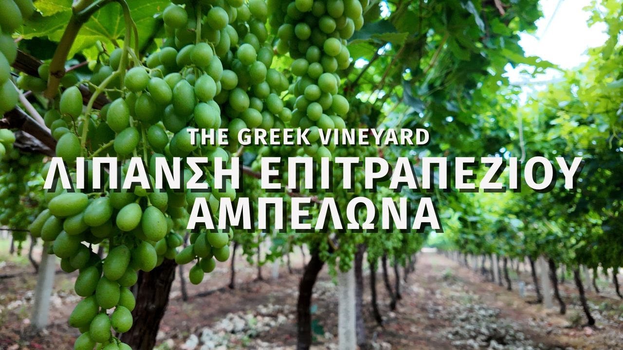 Συμβουλές Λίπανσης Επιτραπέζιων Σταφυλιών