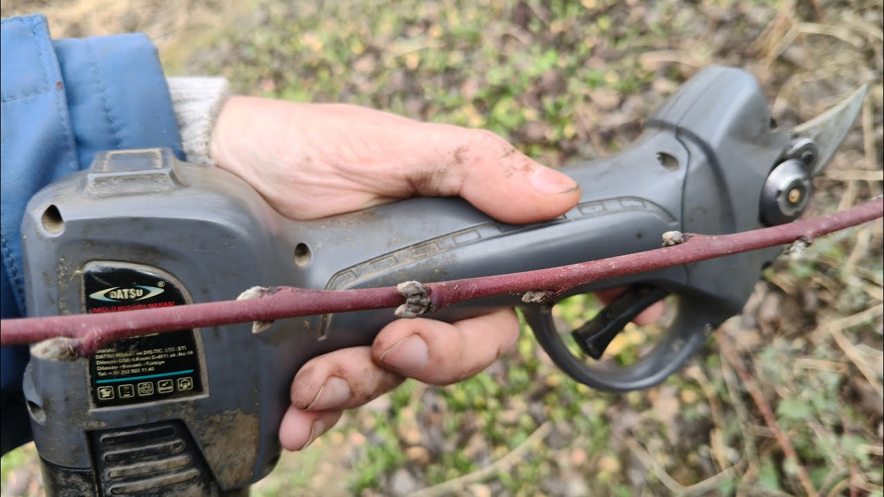 Как обрезать персик?