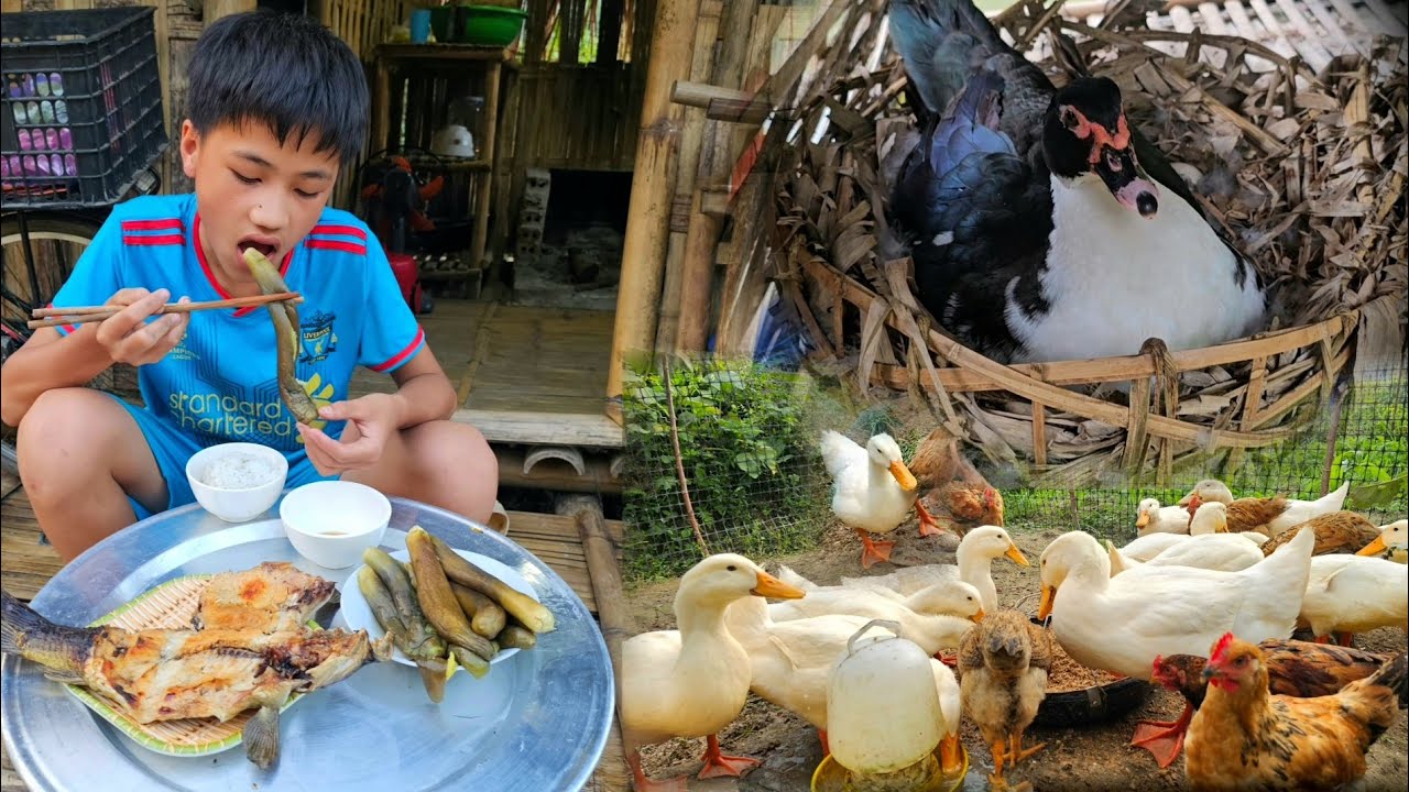 Nam's made a place to store firewood, cleaned around the house -Grilled fish, boiled eggplant to eat
