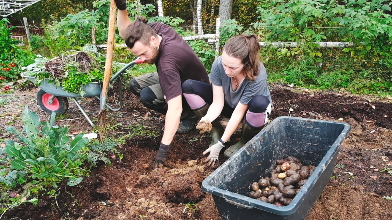 Harvesting our Own Food
