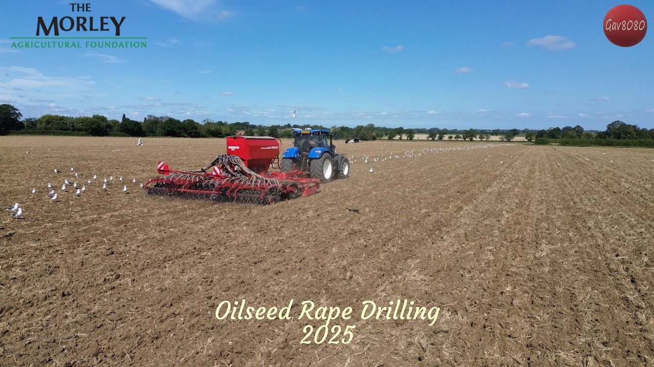 Oilseed Rape Drilling 2025 - Morley Farms Ltd - Norfolk - 7310r - T7.225 - T7.270