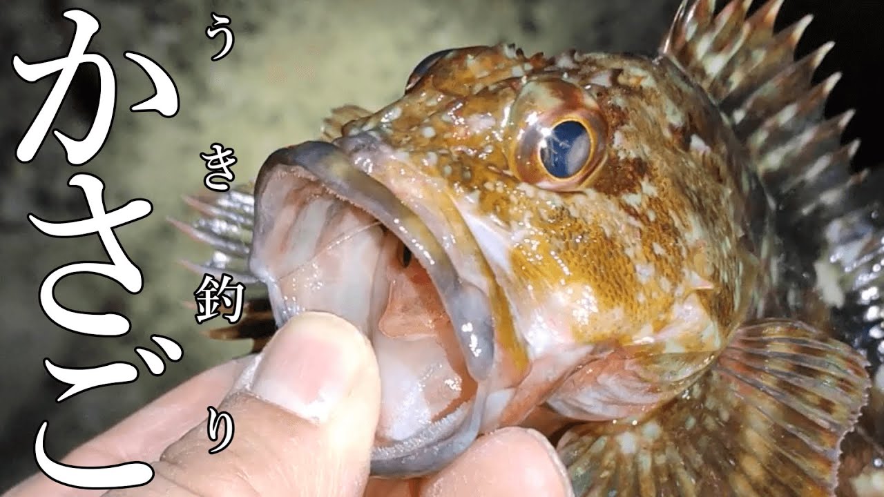 カサゴ釣り＃03（ウキ釣り）