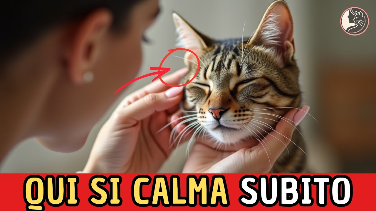 Il Punto Segreto del Gatto: La Ghiandola dell’Amore Che Lo Calma 😻💛