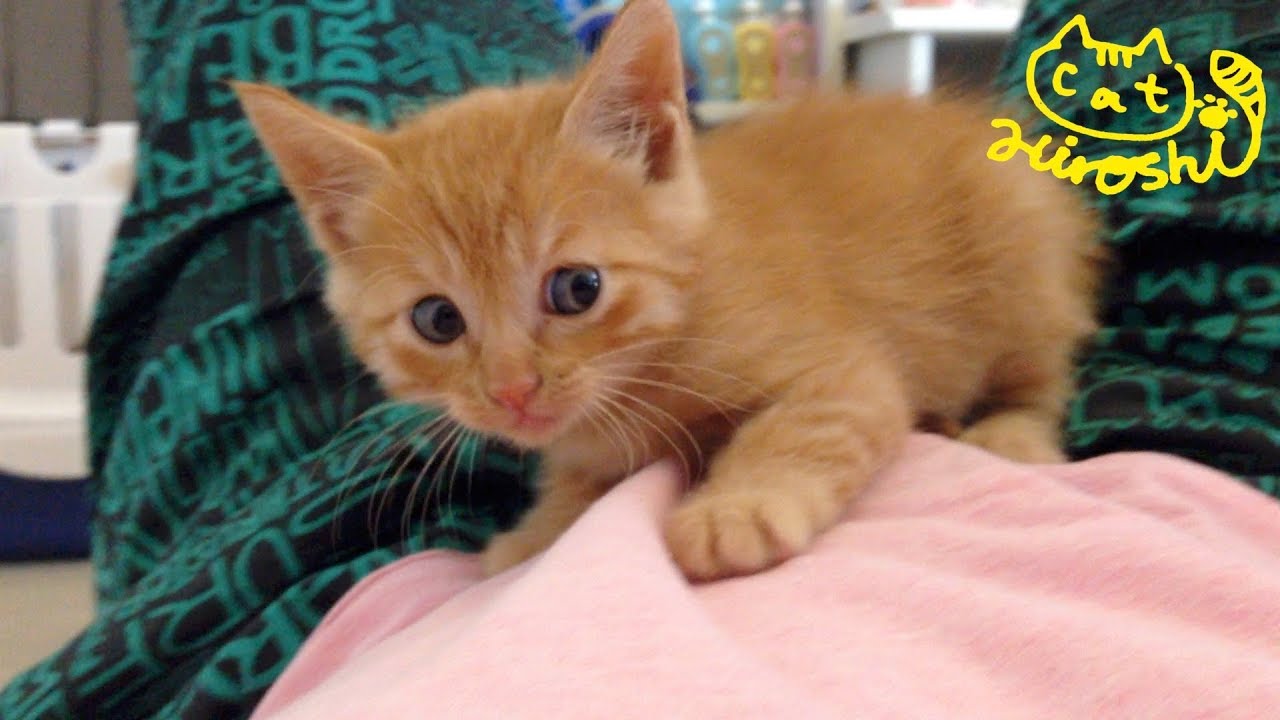 茶トラ子猫拾った直後の警戒中～ その② 右〜左〜そーっと前足〜 Tabby Stray Cat at home
