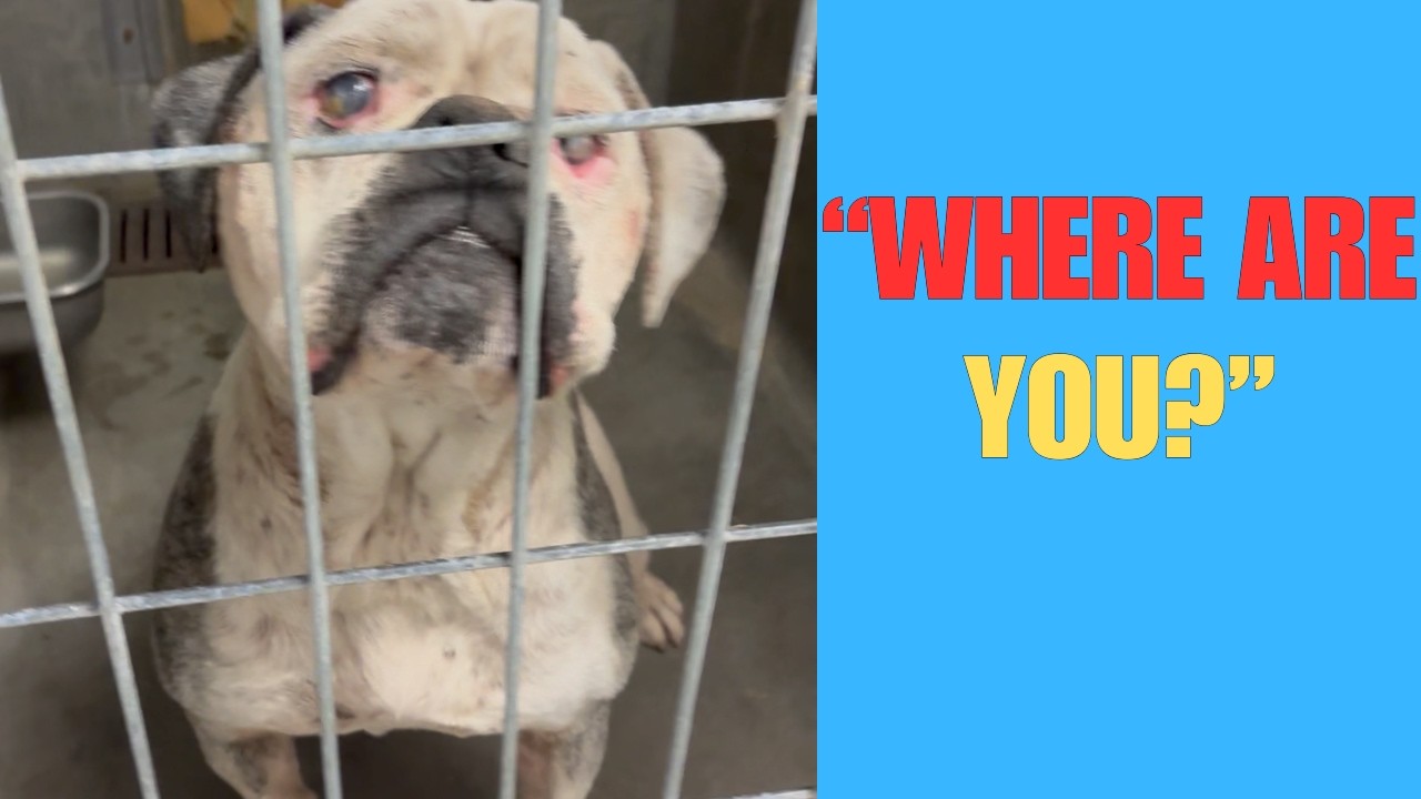 Rescue Ready... But NO Foster (Major Medical Alert)