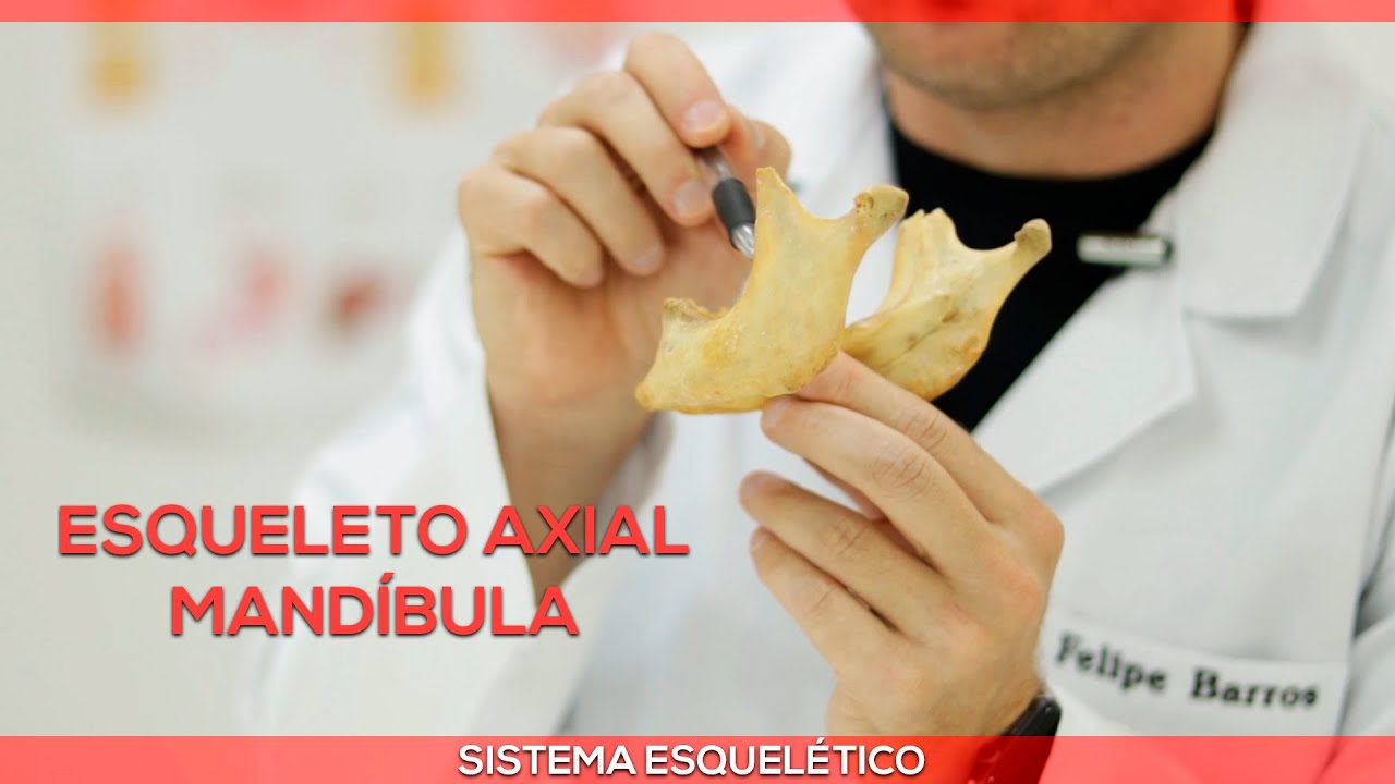 Sistema esquelético axial: mandíbula