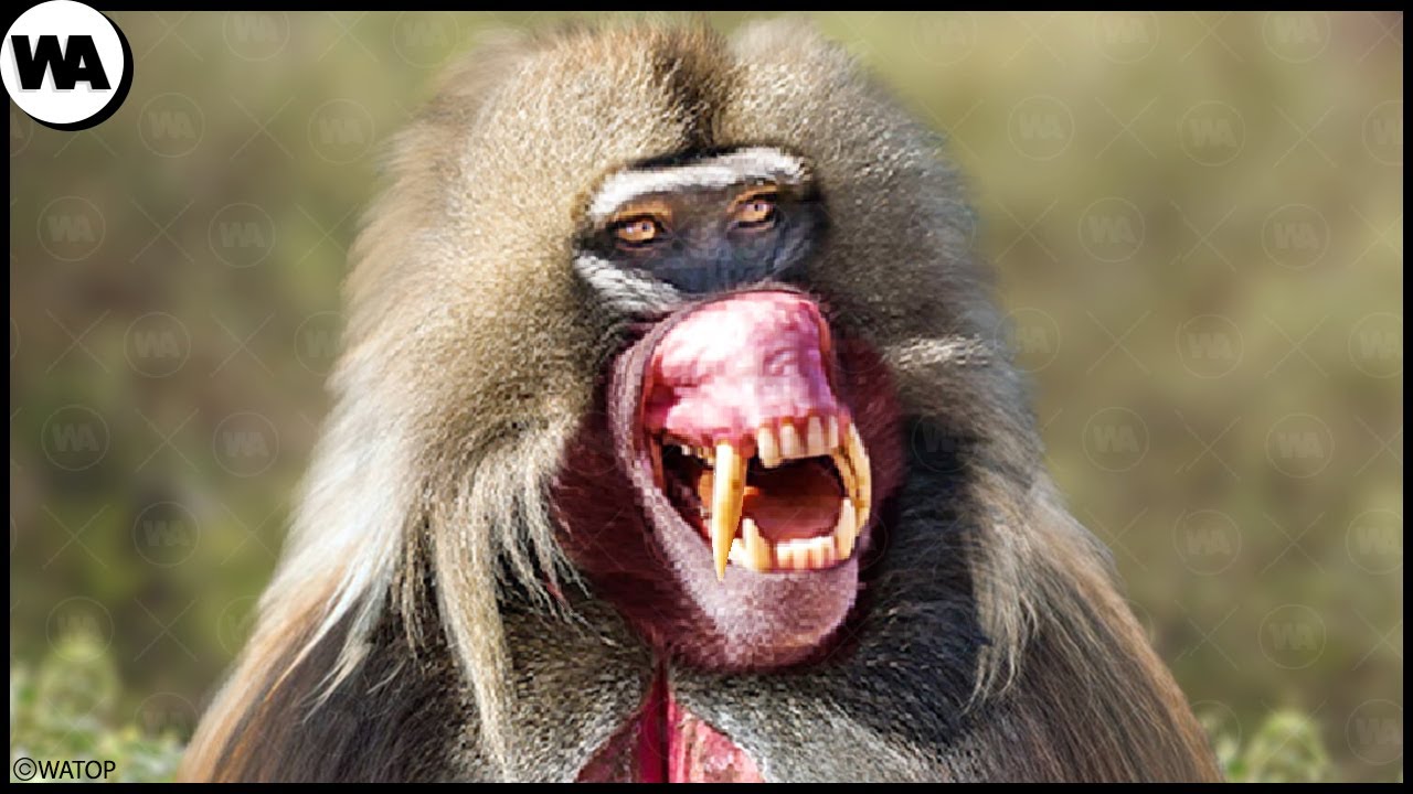 Травоядные, Которые Уничтожат Плотоядных