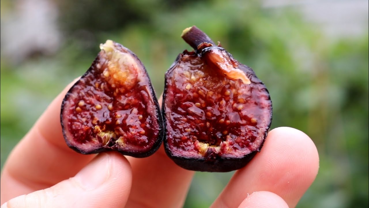 Vagabond - A Blue Fig w/ Strong Grape Flavor