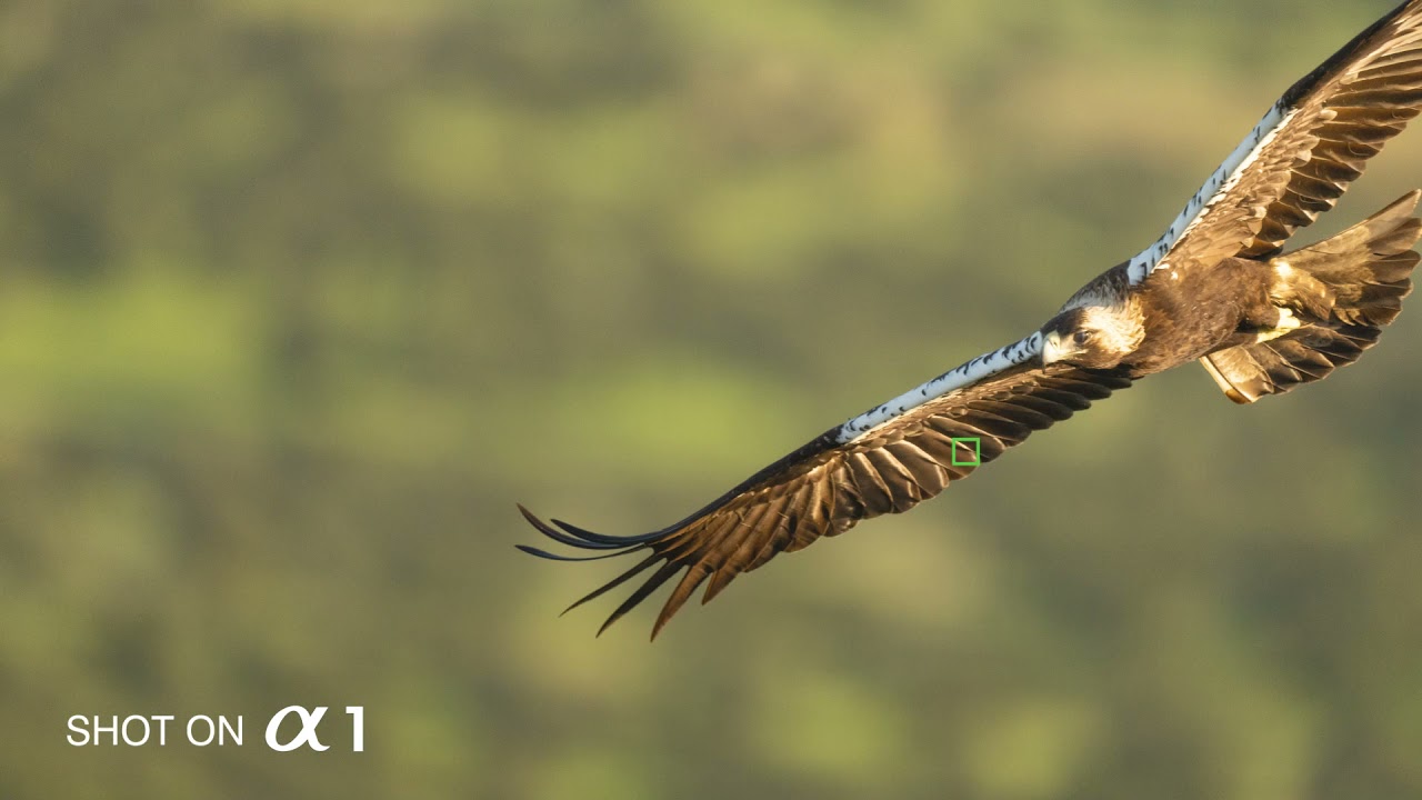 AF TEST SONY &alpha;1/ Real-time Eye AF for birds, Imperial Eagle, 122 Photos