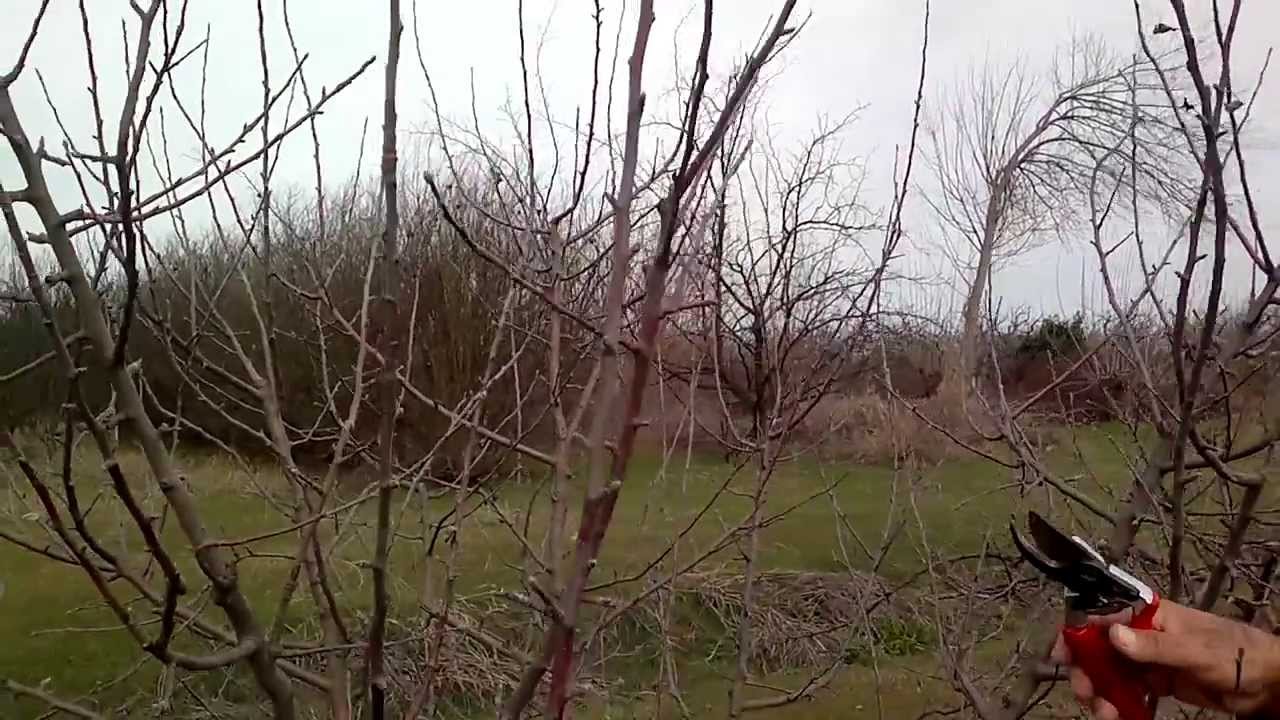 Κλάδεμα ενήλικου δένδρου μηλιάς (σύστημα διαμόρφωσης: ελεύθερο κύπελλο)