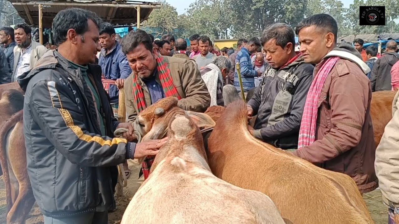 @ ২৩/১/২০২৪|| ৬০/৮০ হাজারে প্রচুর চাহিদার কুরবানীর দাঁতালো ষাঁড় গরু কেনা কুমিল্লার খামারীর||