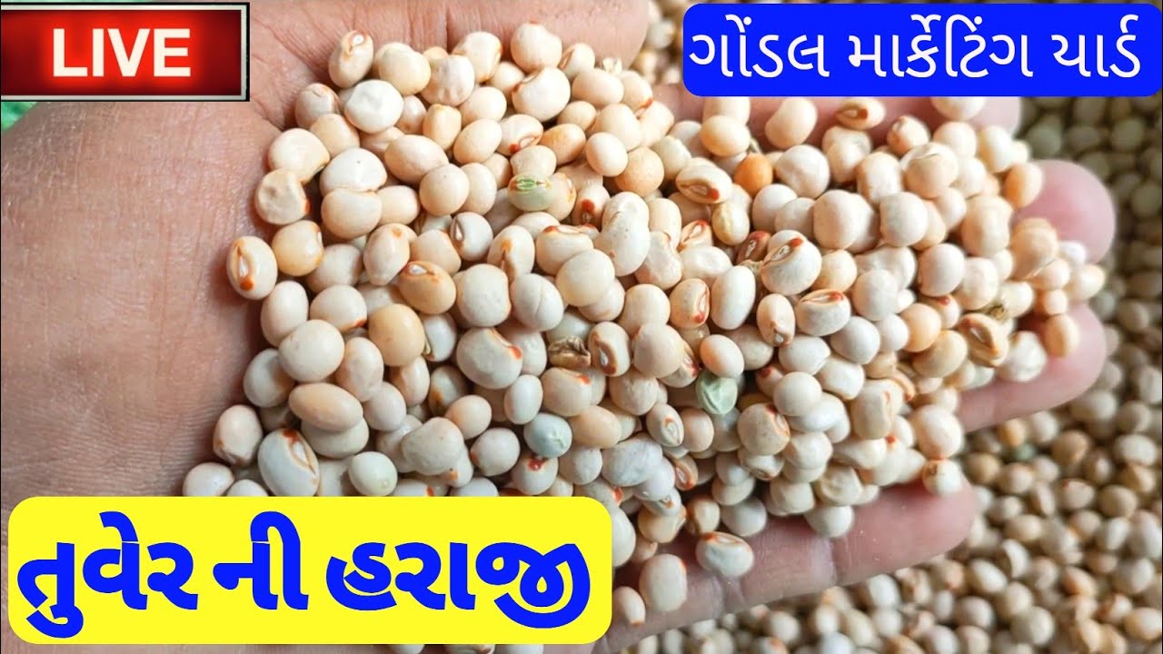 તુવેર ના બજાર ભાવ 15-03-2023 Gondal market yard na bhav ગોંડલ માર્કેટિંગ યાર્ડ