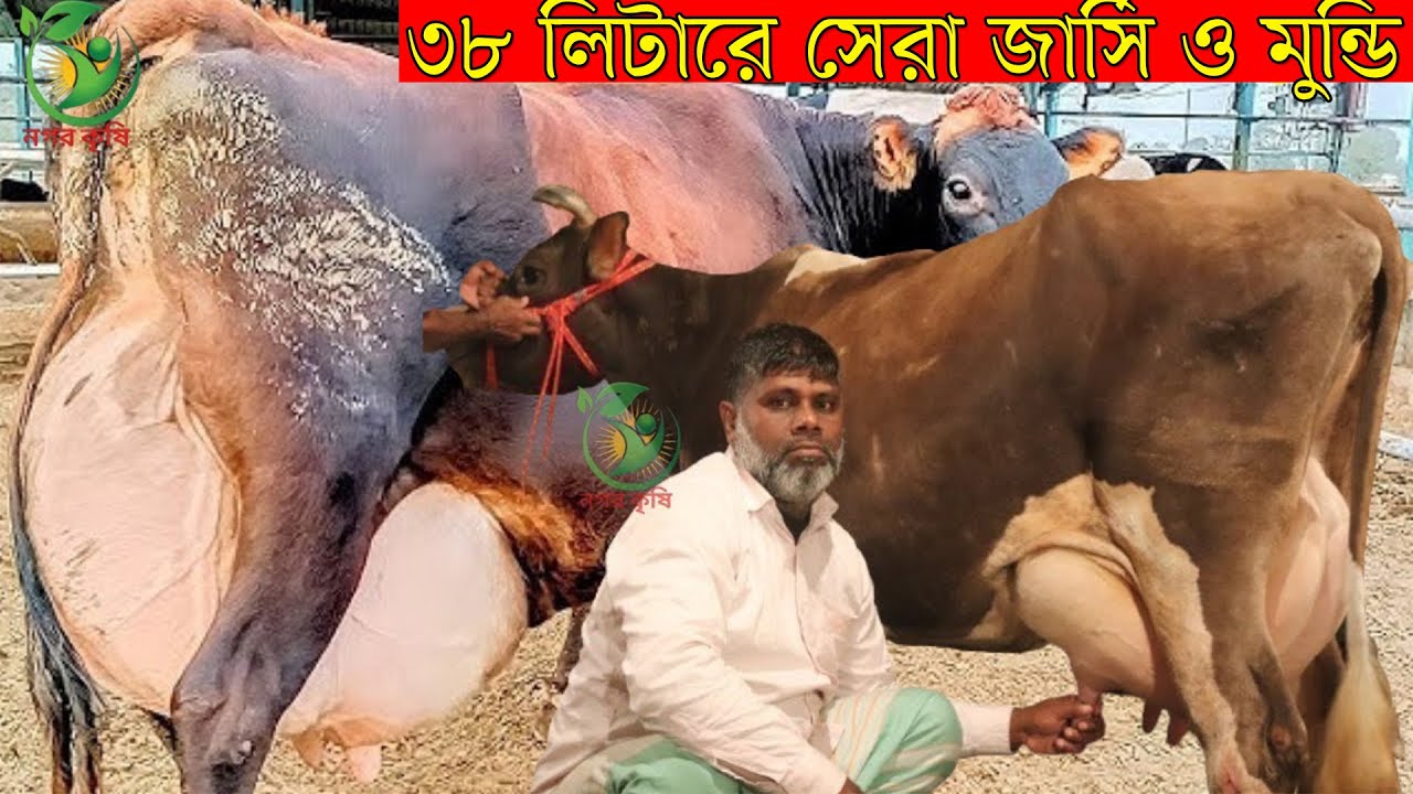 ৩২ লিটারের সেরা জার্সি গাভীর কালেকশন।মোশারফ কাকা ইন্ডিয়ান বিগবিগ সাইজের বাচ্চাসহ জার্সি গাভী কিনুন