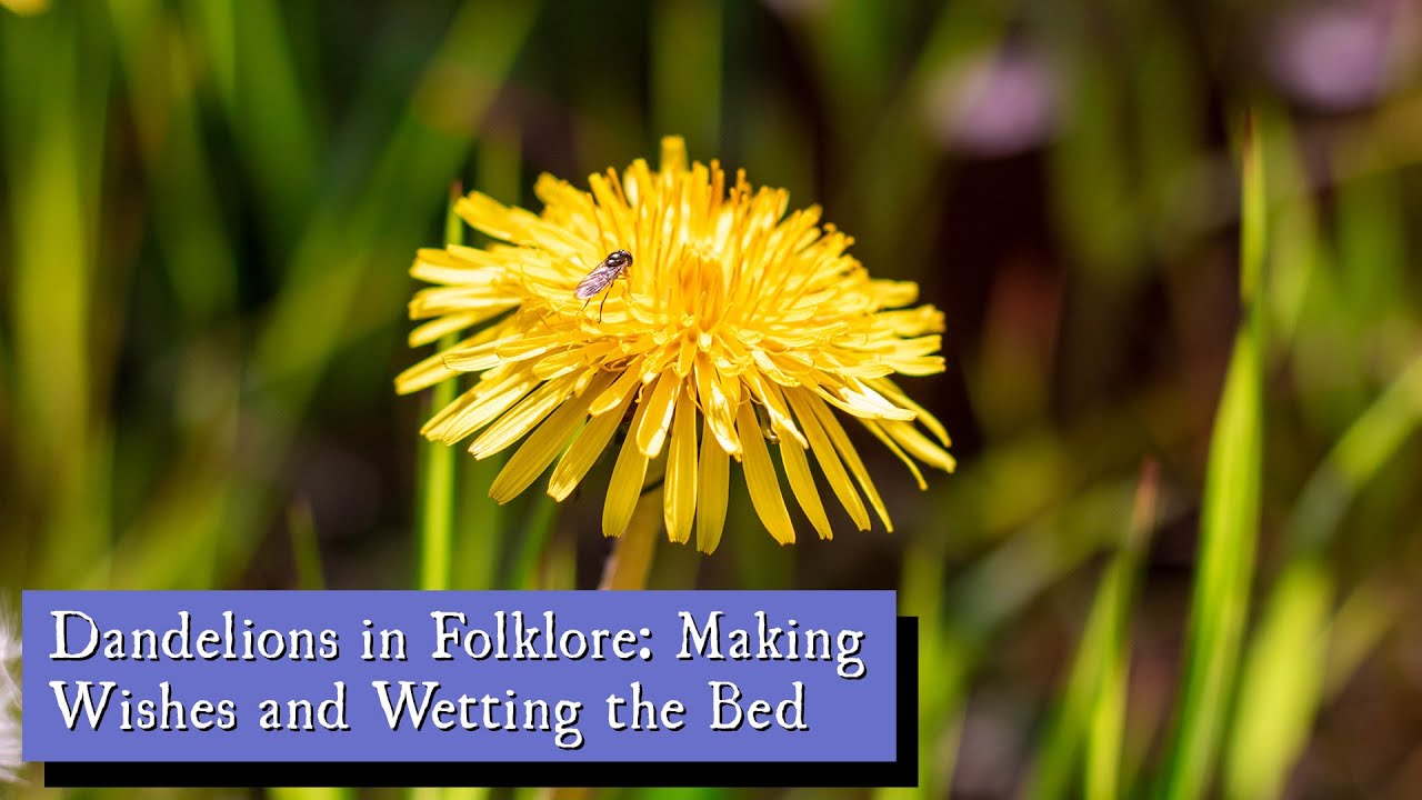 Dandelions in Folklore: Making Wishes and Wetting the Bed