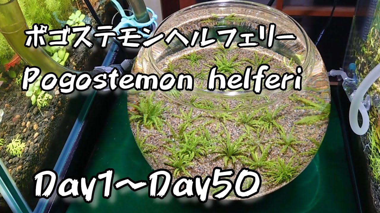 ポゴステモンヘルフェリーを育てて50日が経ちました　Pogostemon helferi 50days