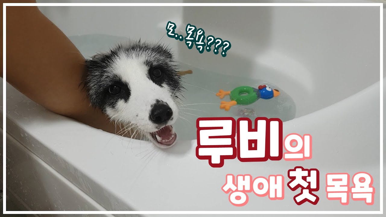여우의 첫 목욕! 결국엔 삐졌어요😢ㅣ여우 루비