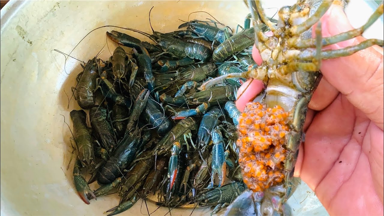 Drain the water​ catching lobsters and looking at their eggs​ 🦞🦞🦞🦞