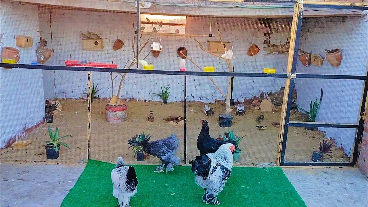 🐦 المحمية اتغيرت 180 درجة!! شوفوا الشكل الجديد اللي جنّن الكل 👀💥