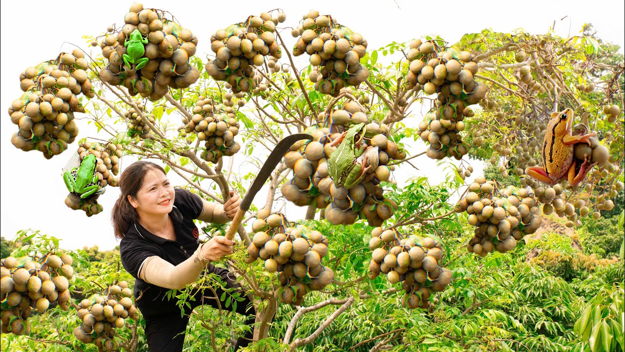 Harvesting Toad Fruit & Make Toad salad with pig ears Goes to the market sell | Lý Thị Hồng