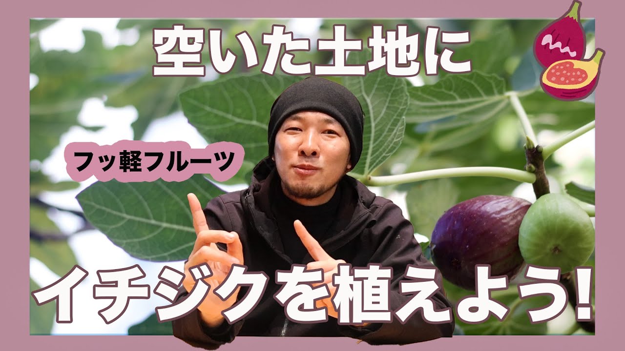 空いた土地にイチジクを植えるとどうなる？？【おすすめ度No1!?】