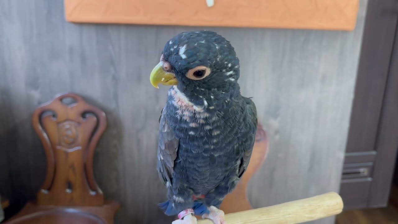 FREAK ドウバネインコのブロン