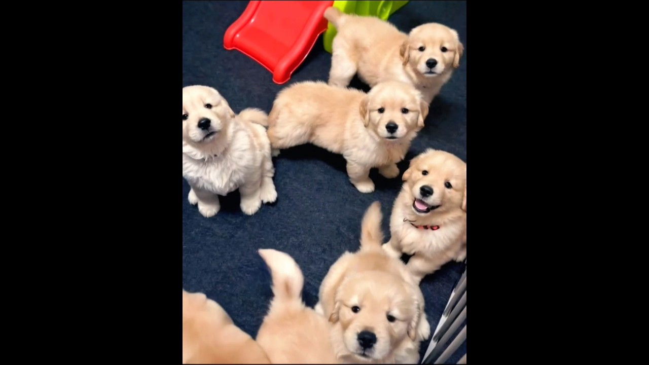 cute puppies playing and fighting adorable video #puppy #dog #cutedog #dogs #pets #dogvideos #shorts