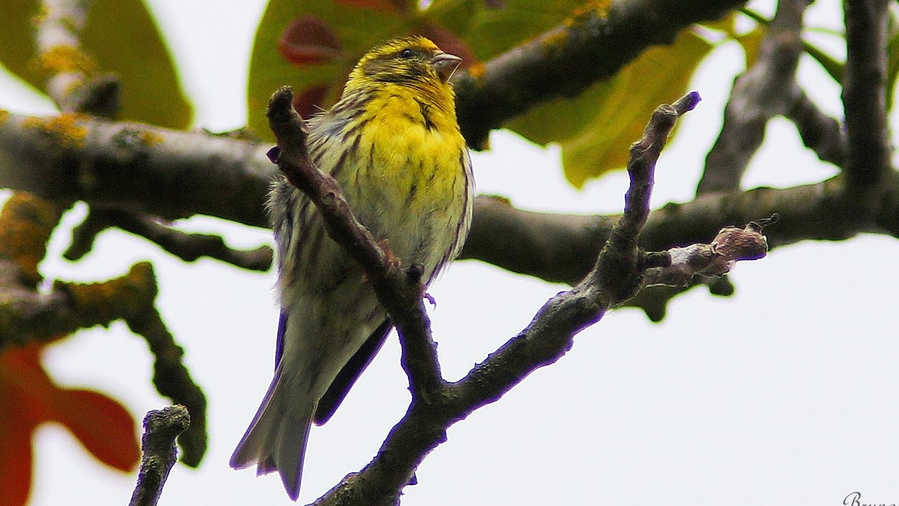 Cris et chant du serin cini / Call & song European Serin
