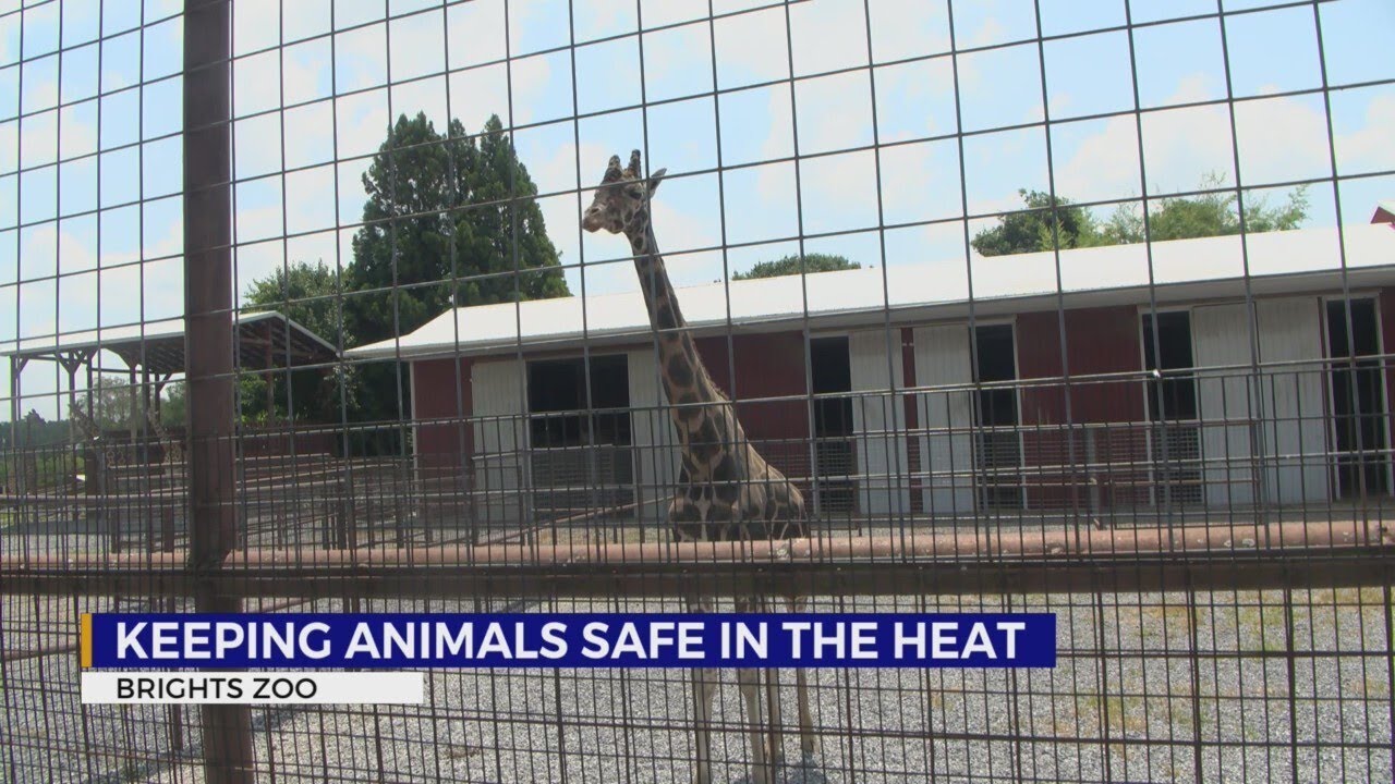 Brights Zoo explains animal care in high temperatures