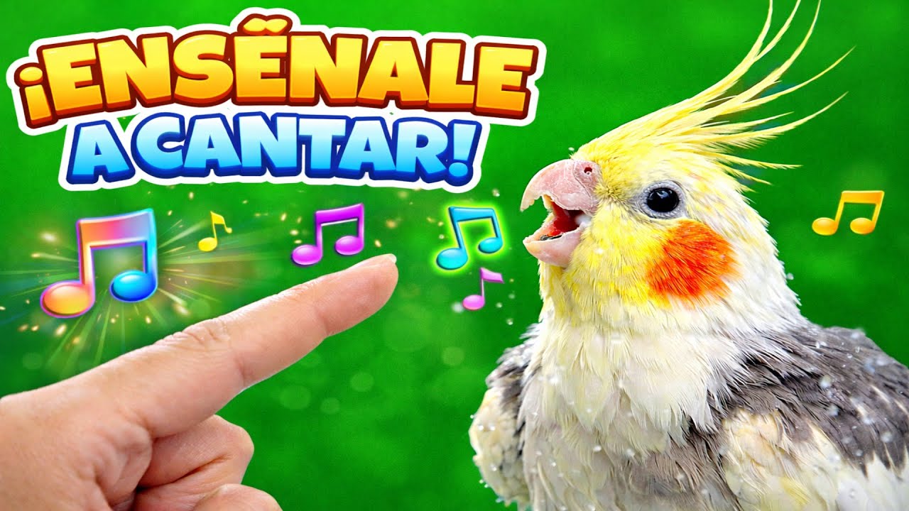 🦜 Tu Cacatúa Aprenderá a Cantar con Este Método Probado ✨