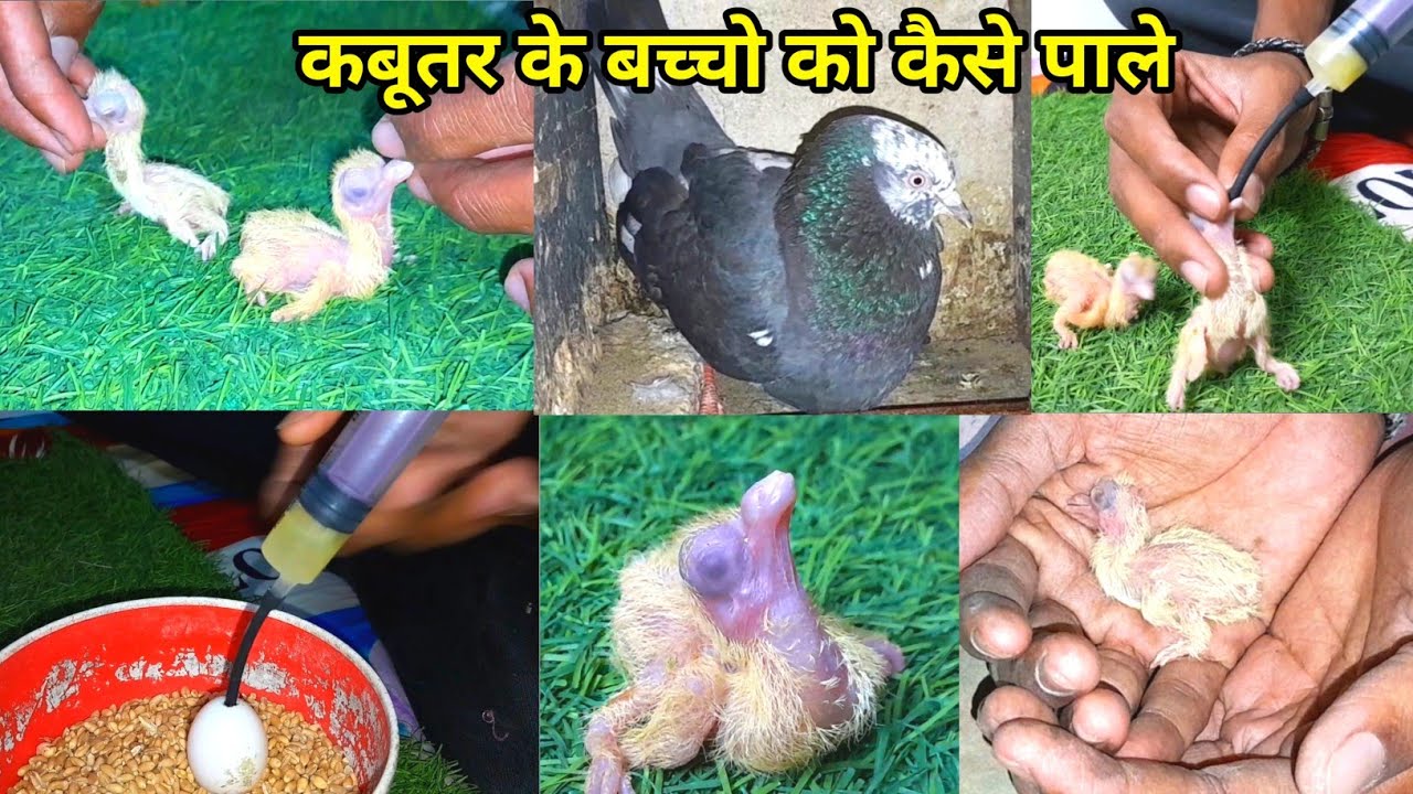 🕊️ कबूतर के 1 दिन के बच्चो को कैसे 🤔 पाले !! Kabootar ke bacche Ko Kaise Pale !! Hand Feeding