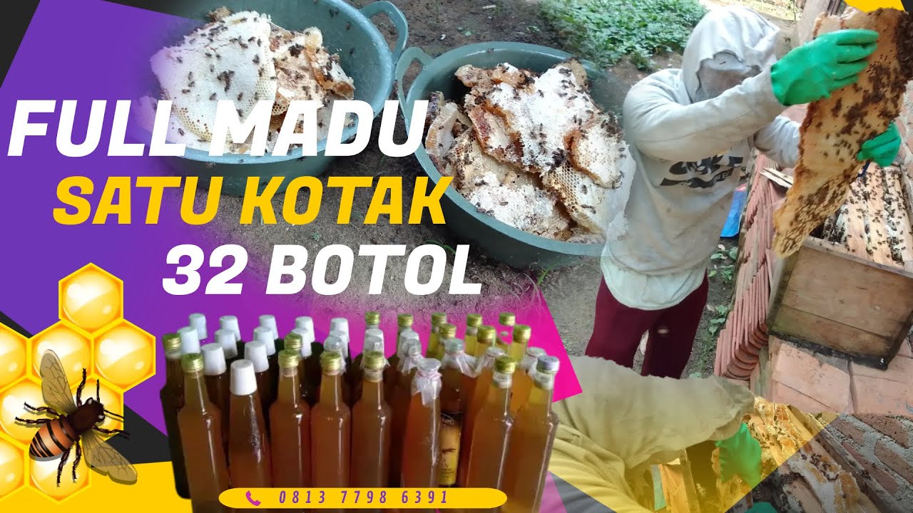 REKOR PANEN MADU APIS CERANA SATU KOTAK 32 BOTOL #PANENLEBAHMADU #APISCERANA