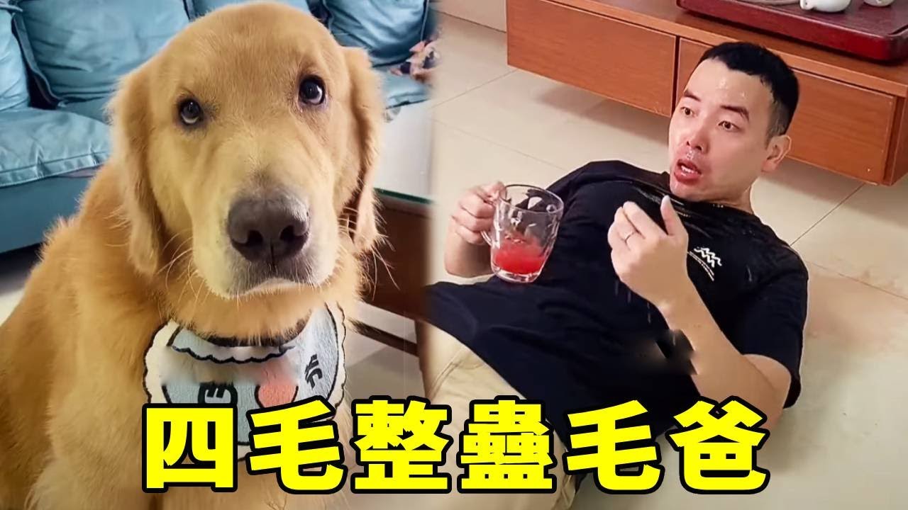 四毛：敢騙我？ ！看我怎麼整你！一定會讓你後悔做這件事兒！【起错名的四毛】