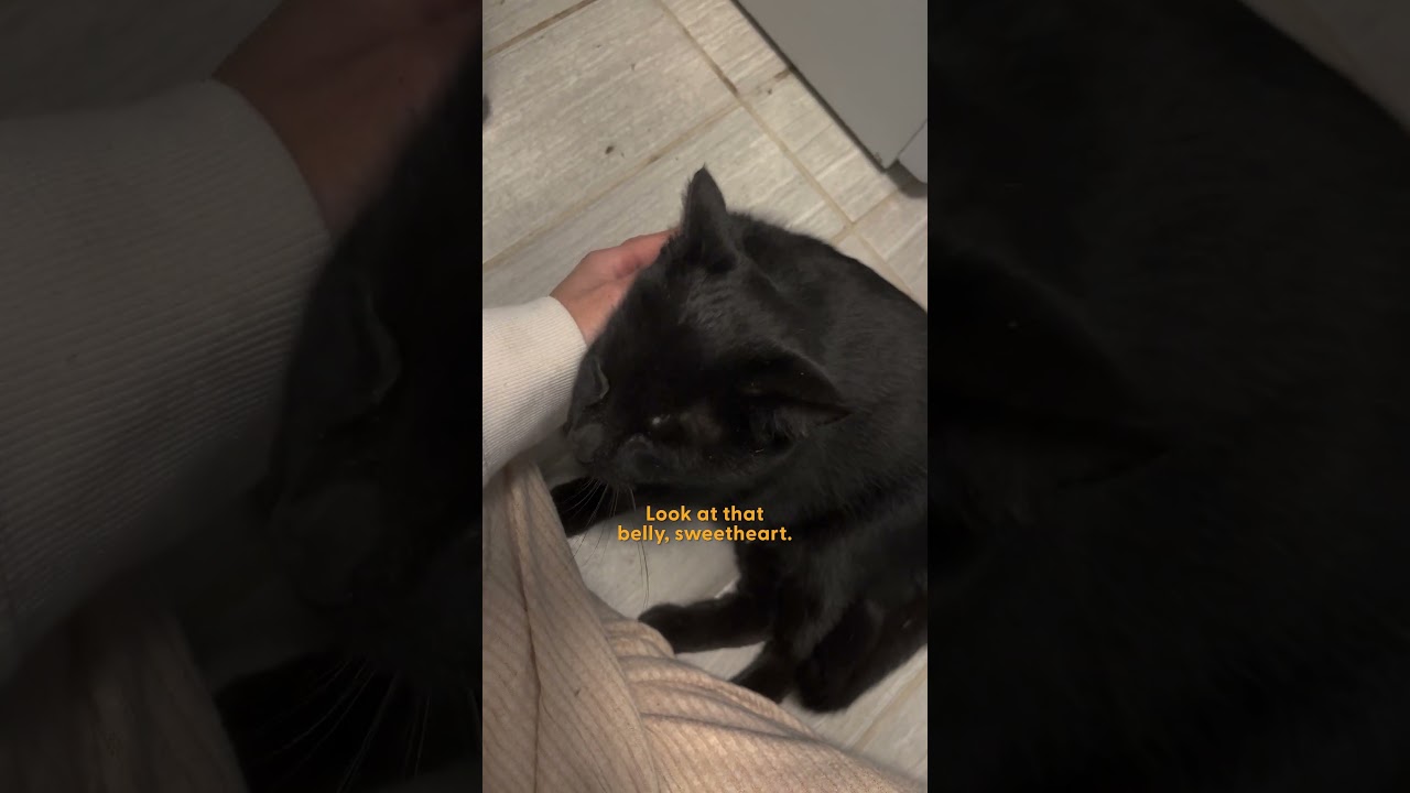 Pregnant Street Cat Gives Birth On Nanny Cam | The Dodo